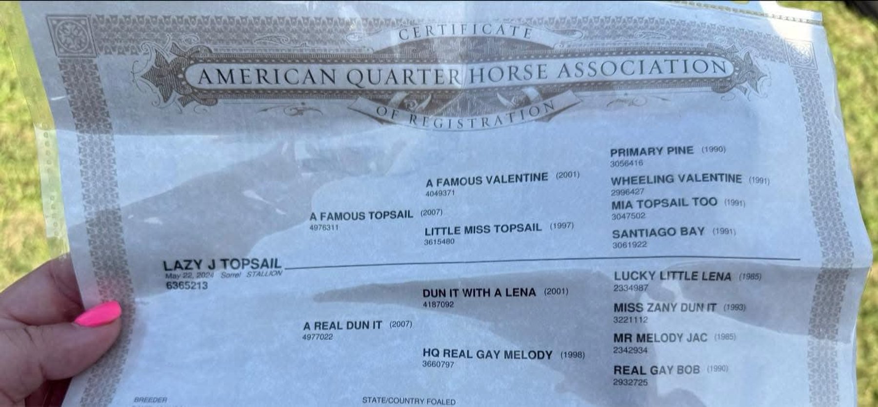 Image for Lumberton Horse and Tack Auction June 2025