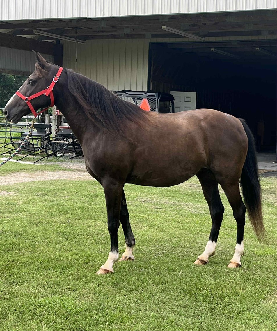 Image for Lumberton Horse and Tack Auction, July 2025