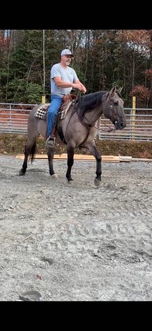 Image for Lumberton Horse and Tack Auction, July 2025