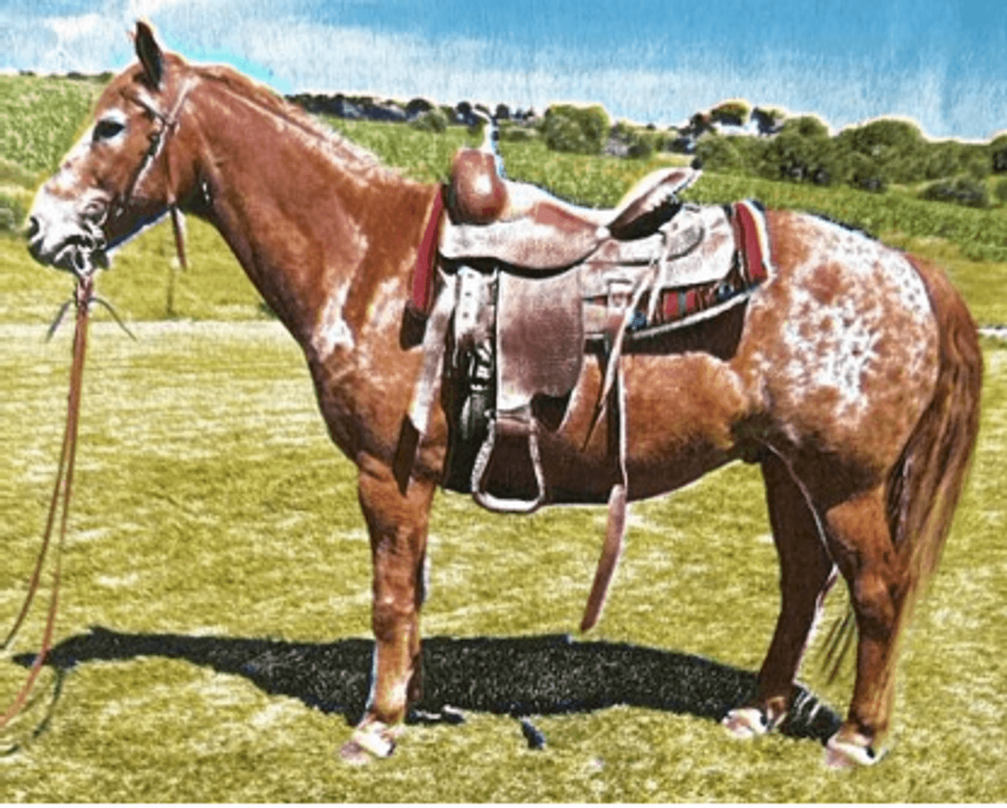 Image for Southwest Wisconsin Riding Horse Sale