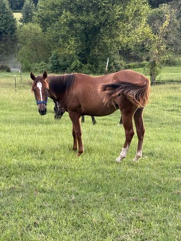 Image for Lumberton Horse and Tack Auction, September 2025