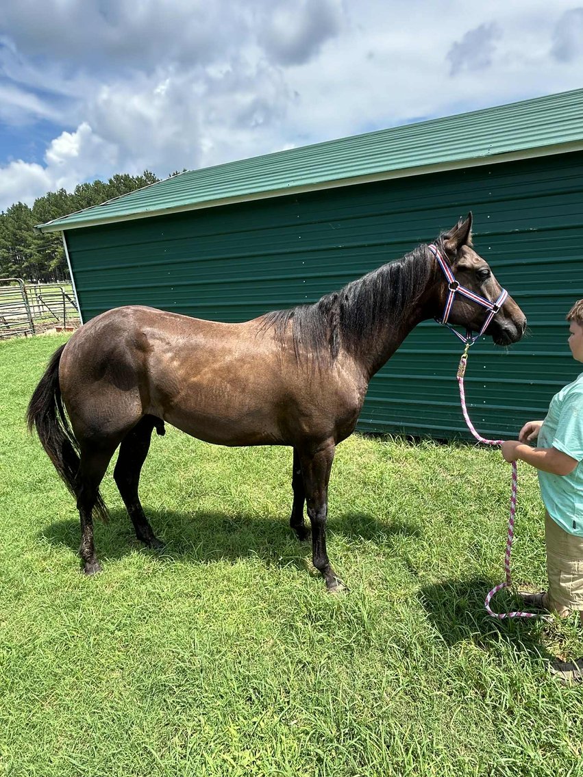 Image for Lumberton Horse and Tack Auction, September 2025