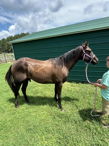 Image for Lumberton Horse and Tack Auction, September 2025