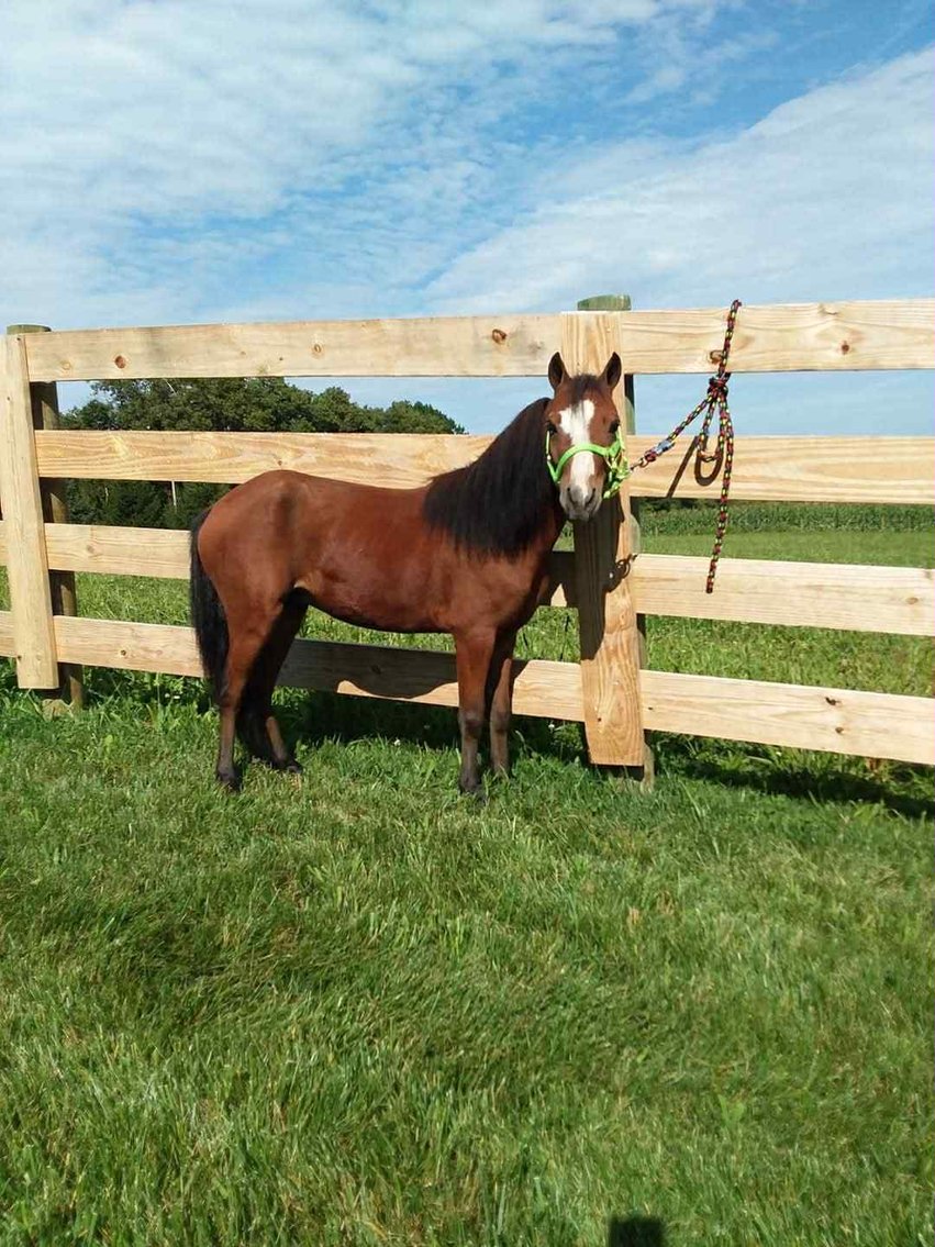 Image for 606 Fall Riding Sale