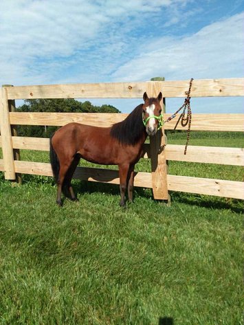Image for 606 Fall Riding Sale