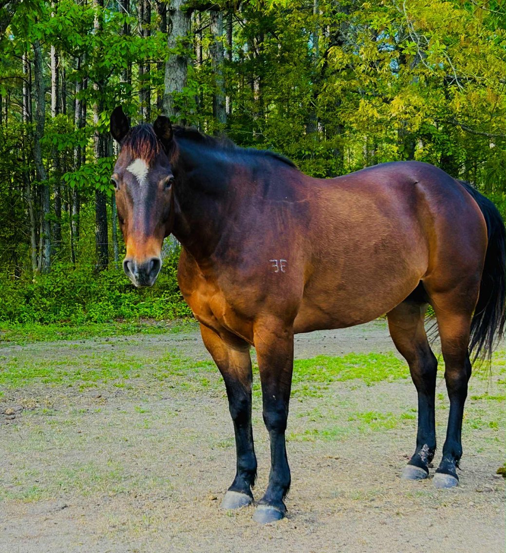 Image for Lumberton Horse and Tack Auction, October 2025