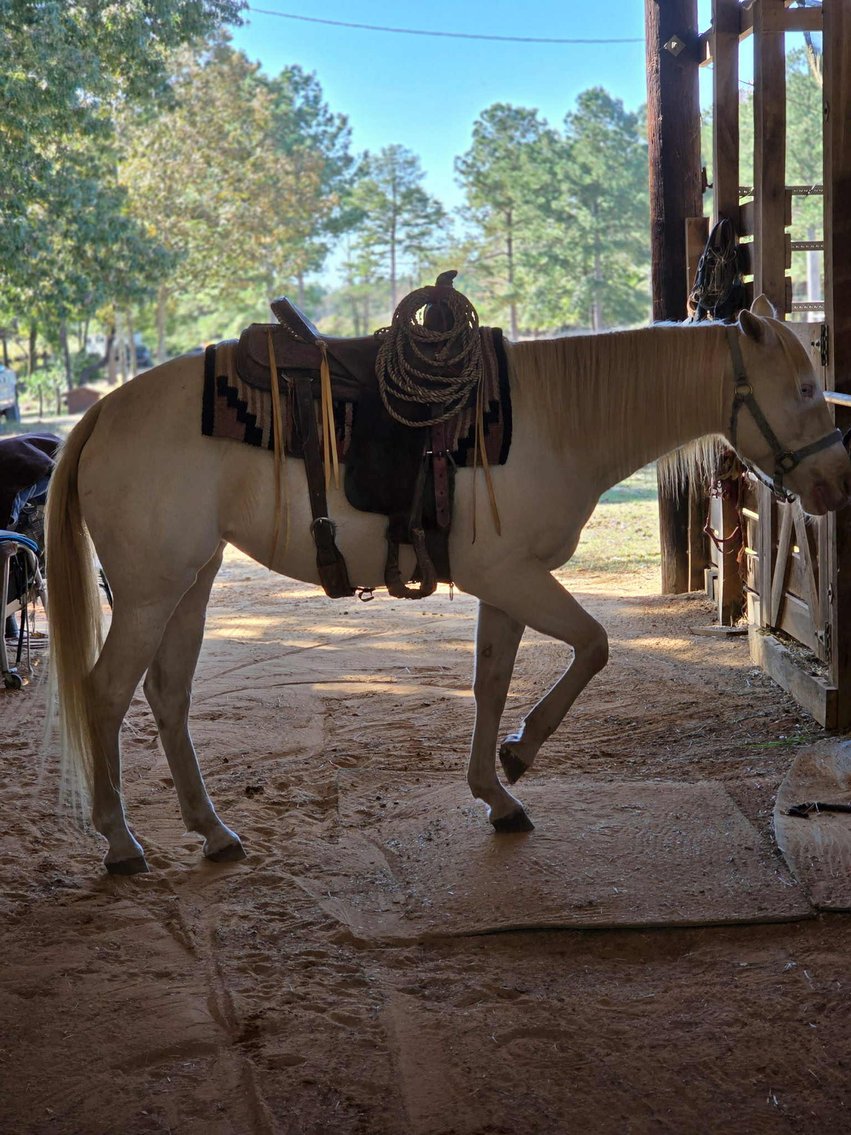 Image for Lumberton Horse and Tack Auction, November 2025