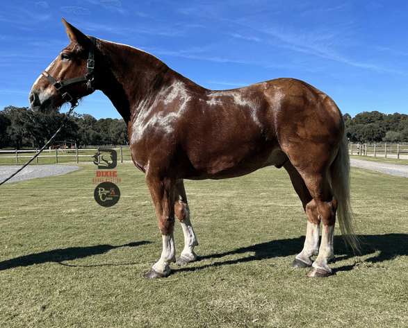 Image for Dixie Horse Auction- Saturday- Day 2