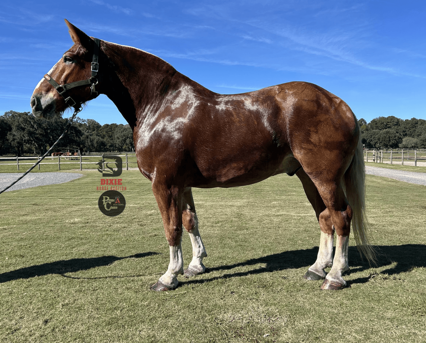 Image for Dixie Horse Auction- Saturday- Day 2