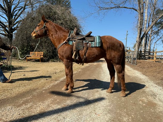 Image for Lumberton Horse and Tack Auction, March 2026