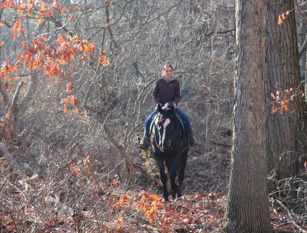 Image for Dixie Horse Auction- Saturday- Day 2