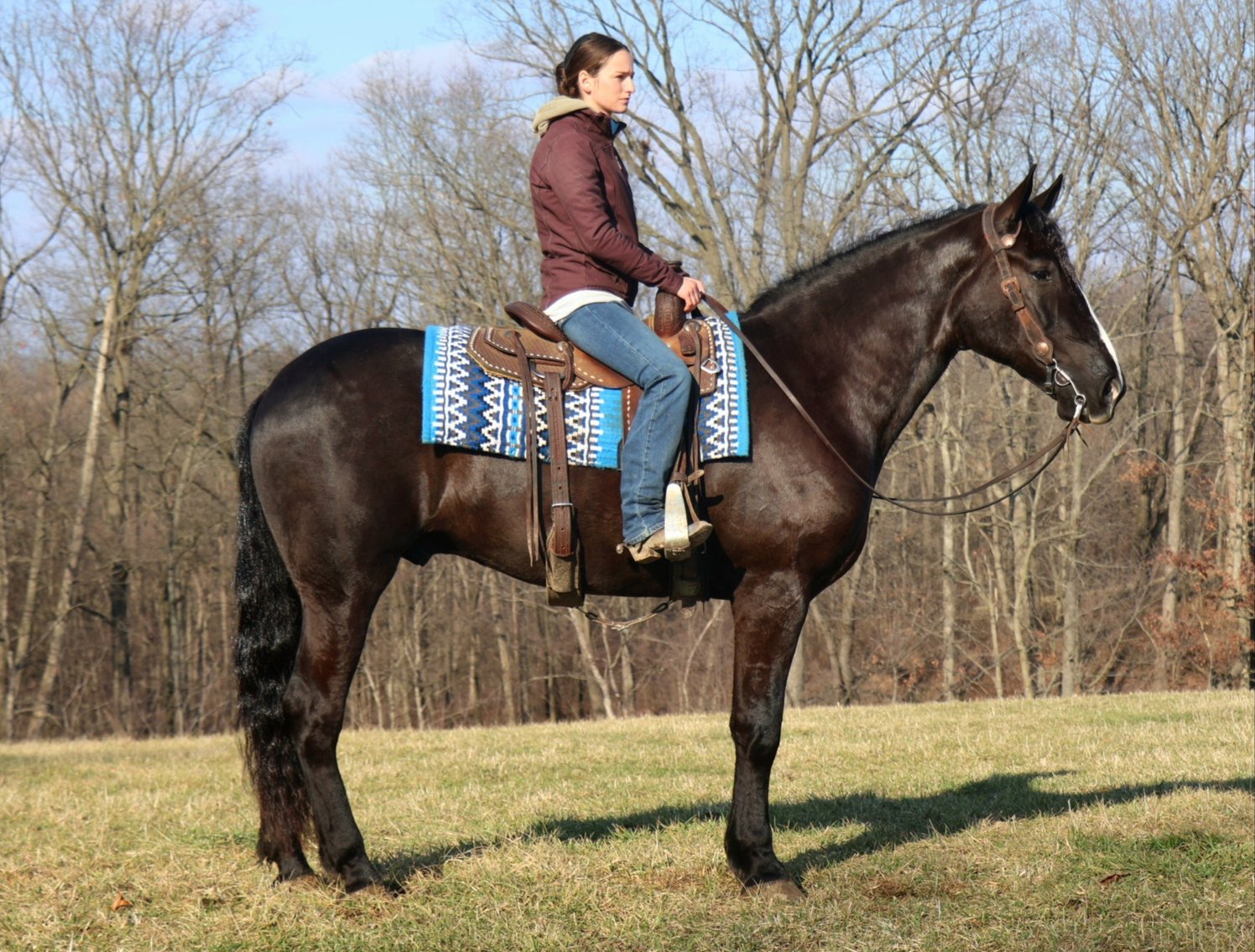 Image for Dixie Horse Auction- Saturday- Day 2