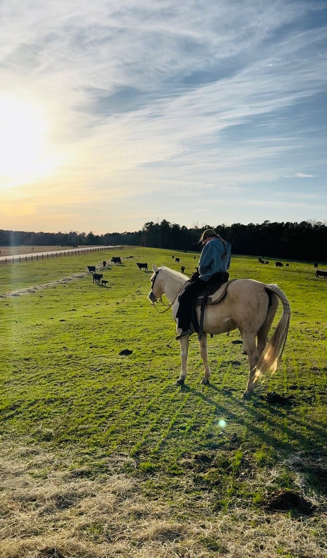 Image for Dixie Horse Auction- Friday- Day 1