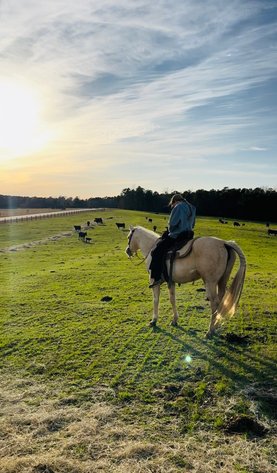 Image for Dixie Horse Auction- Friday- Day 1