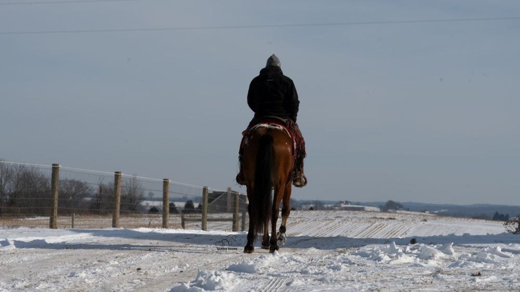 Image for Dixie Horse Auction- Saturday- Day 2