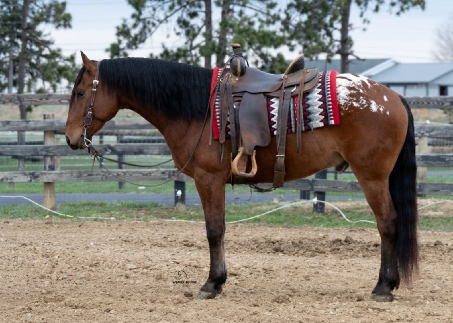 Image for Dixie Horse Auction- Saturday- Day 2