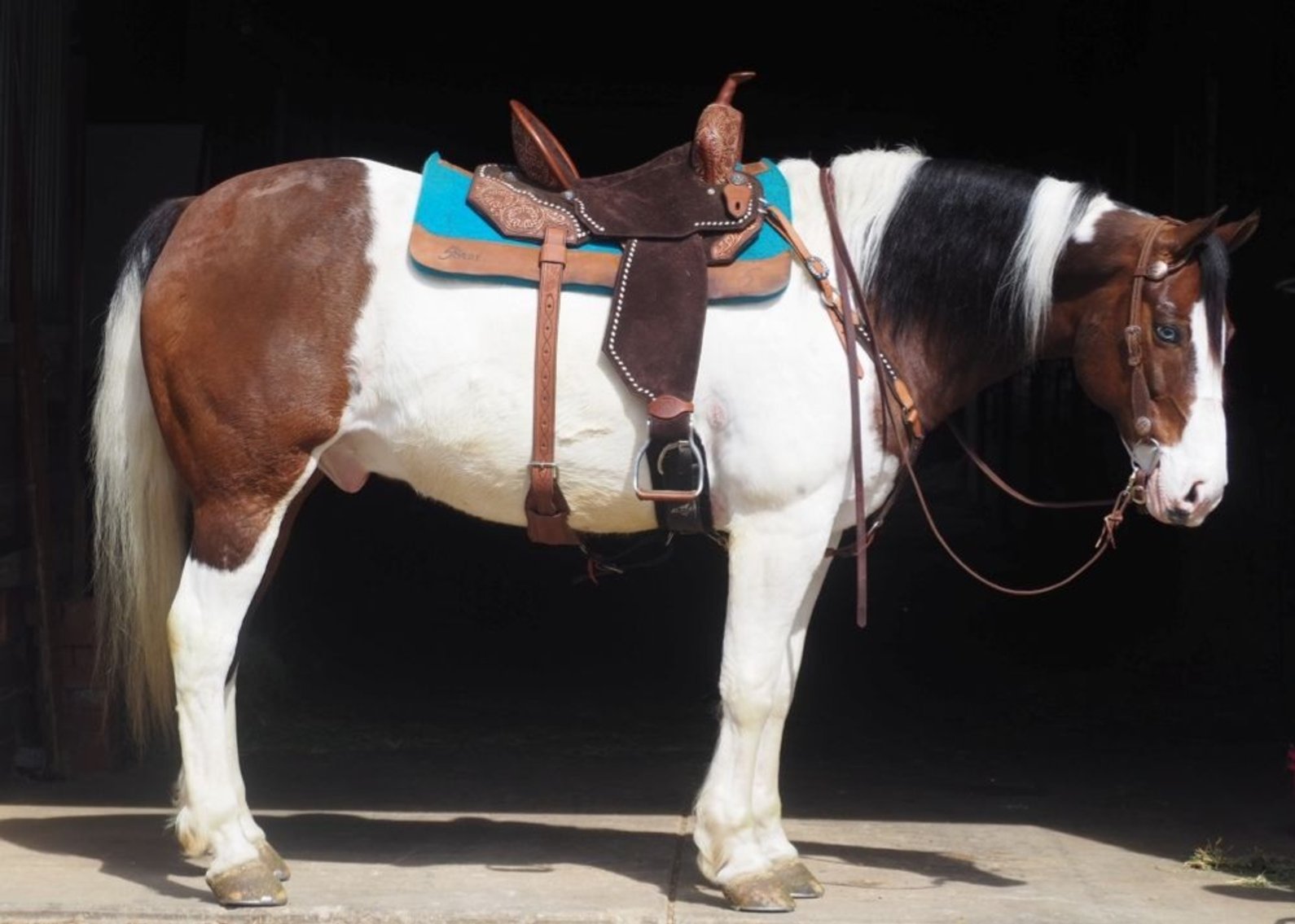 Image for Dixie Horse Auction- Saturday- Day 2