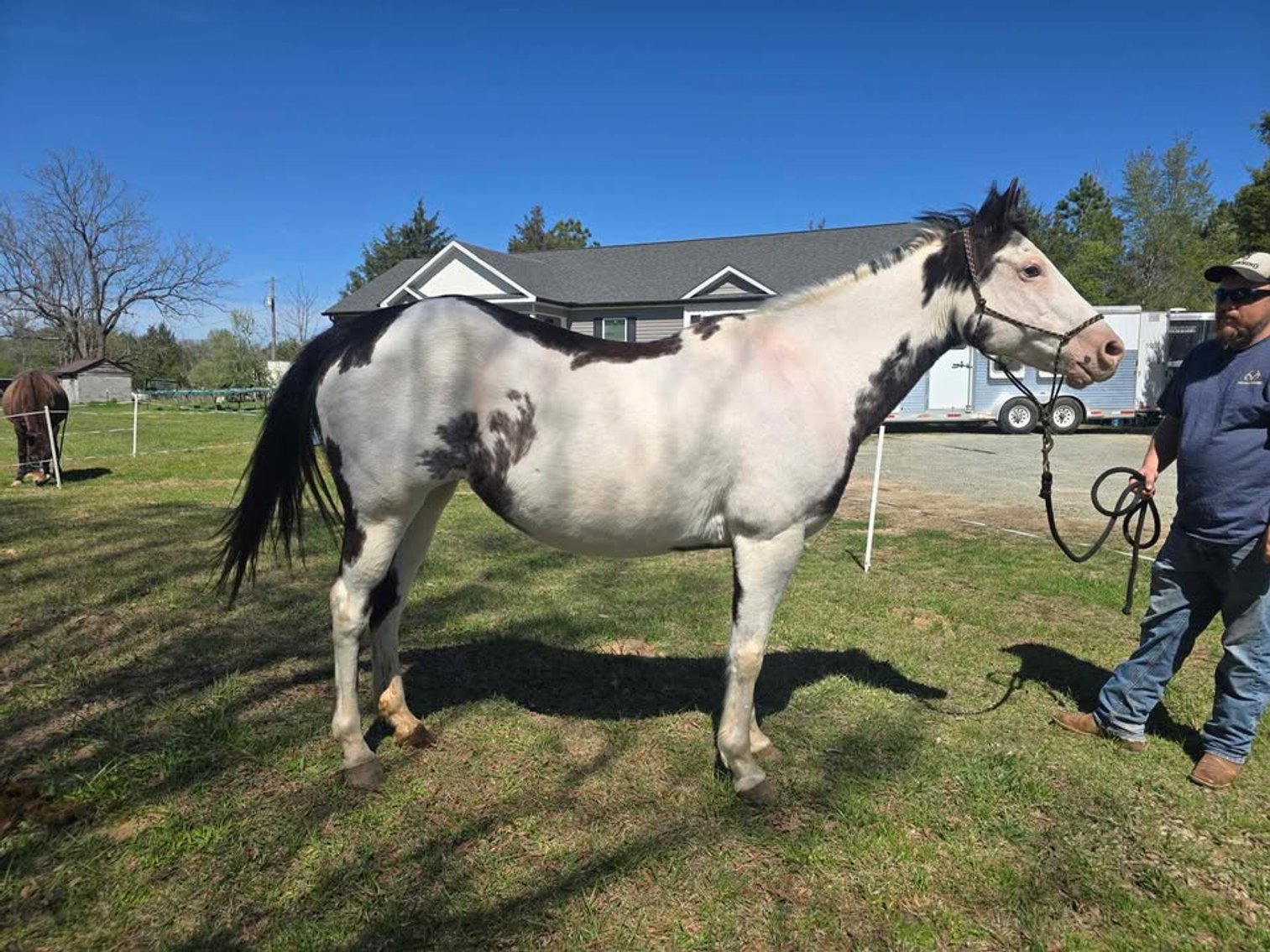 Image for Lumberton Horse and Tack Auction, April 2026
