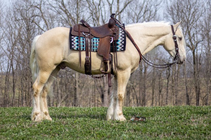 Image for Mount Up Sale, Spring 2026