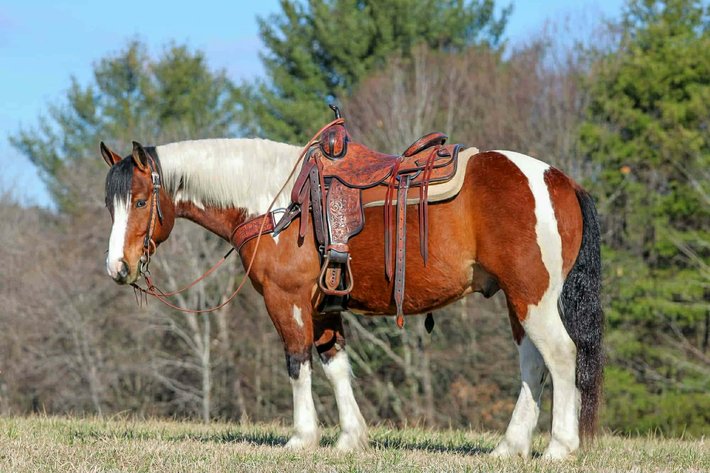 Image for Central PA Haflinger & Riding Horse Sale