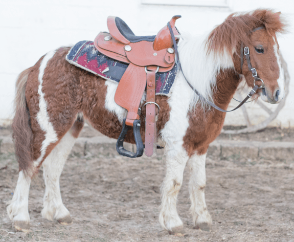 Image for Southwest Wisconsin Riding Horse Sale
