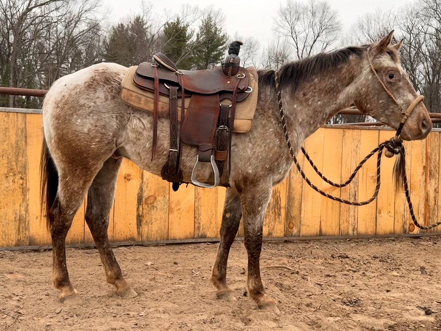 Image for Southwest Wisconsin Riding Horse Sale