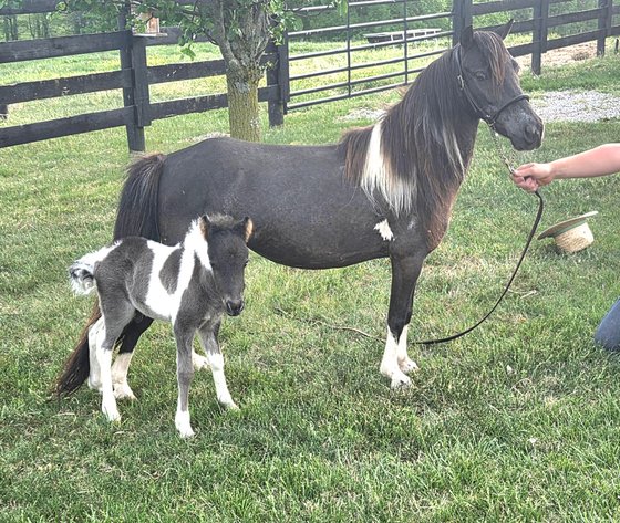 Image for Grandview Pony & Riding Horse Sale
