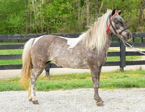 Image for Grandview Pony & Riding Horse Sale