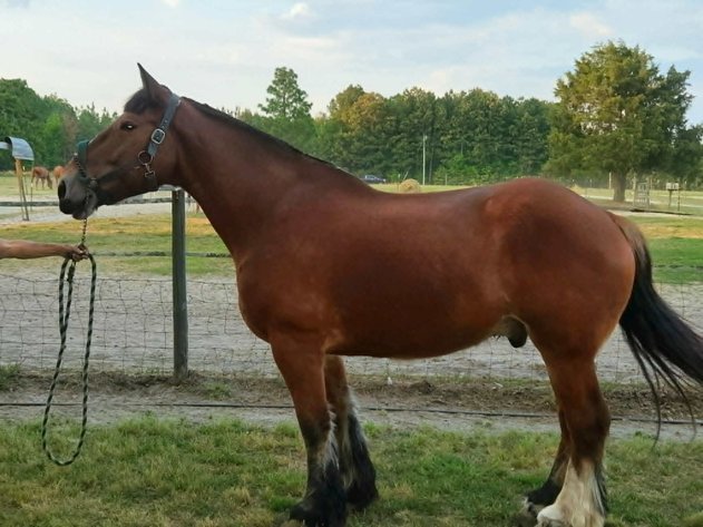 Image for Lumberton Horse and Tack Auction, May 2026