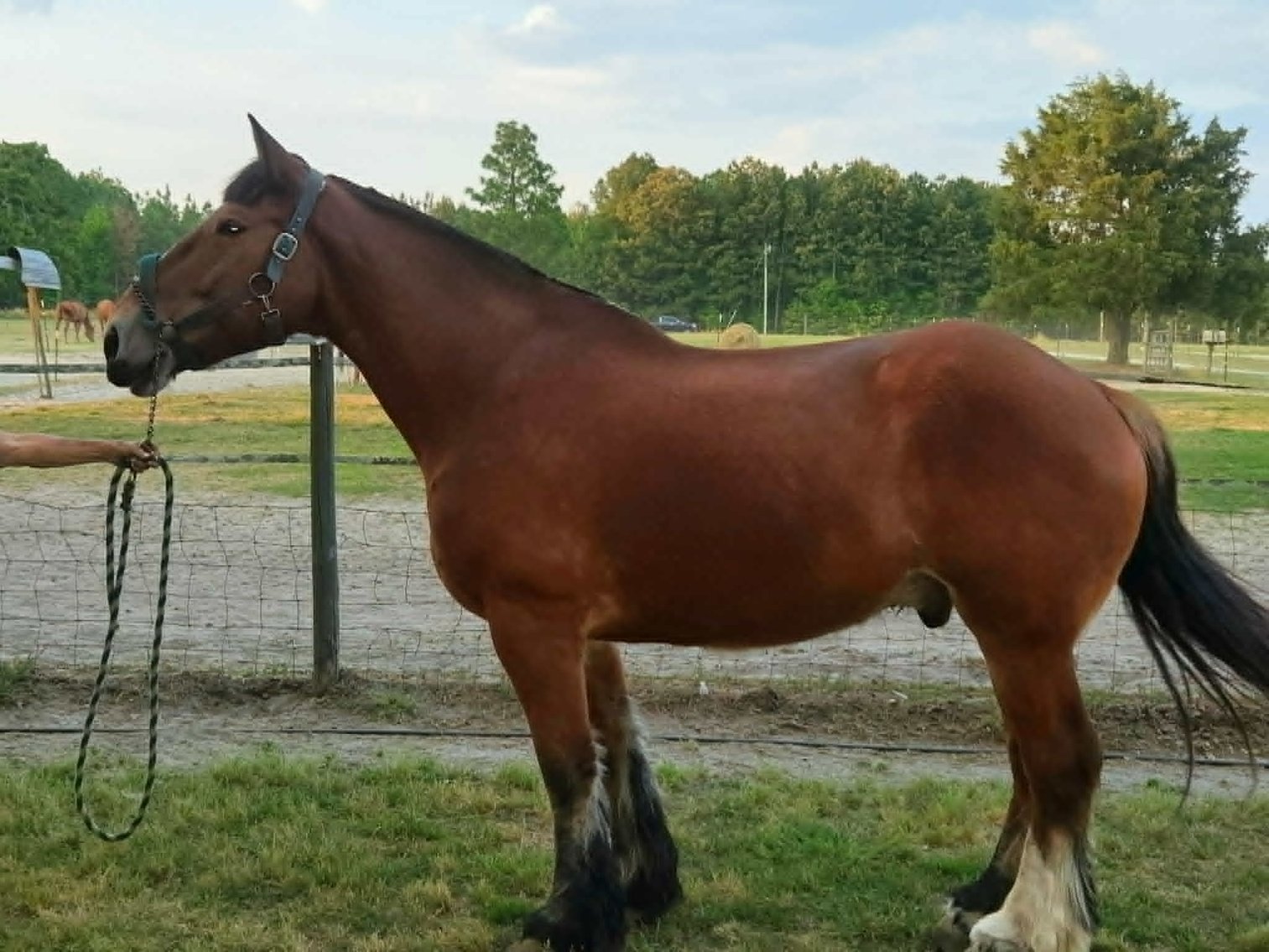 Image for Lumberton Horse and Tack Auction, May 2026