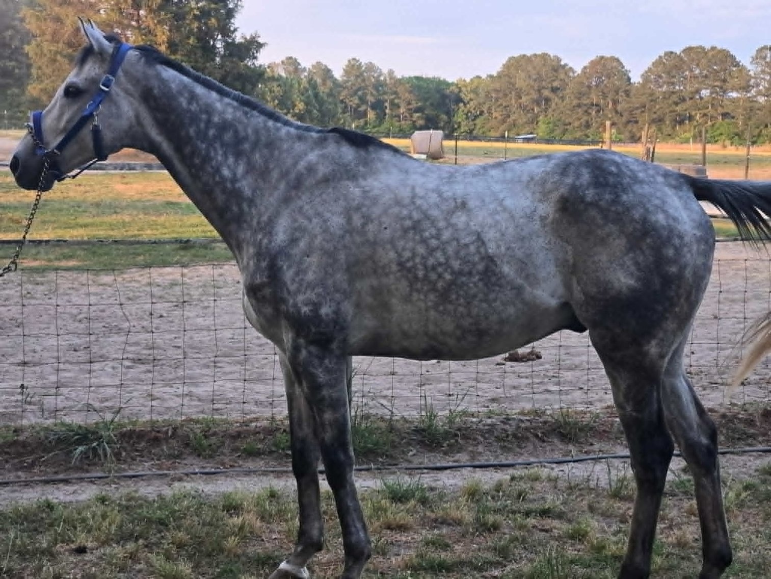 Image for Lumberton Horse and Tack Auction, May 2026