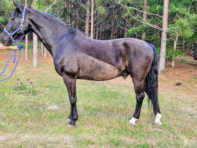 Image for Lumberton Horse and Tack Auction, May 2026