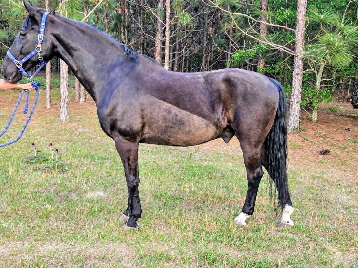 Image for Lumberton Horse and Tack Auction, May 2026