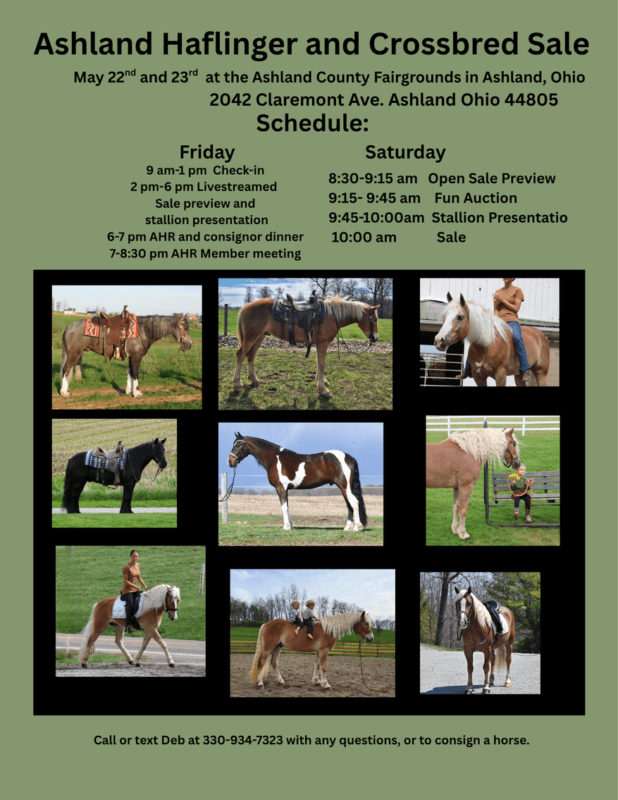 Image for Ashland Haflinger Sale 2026