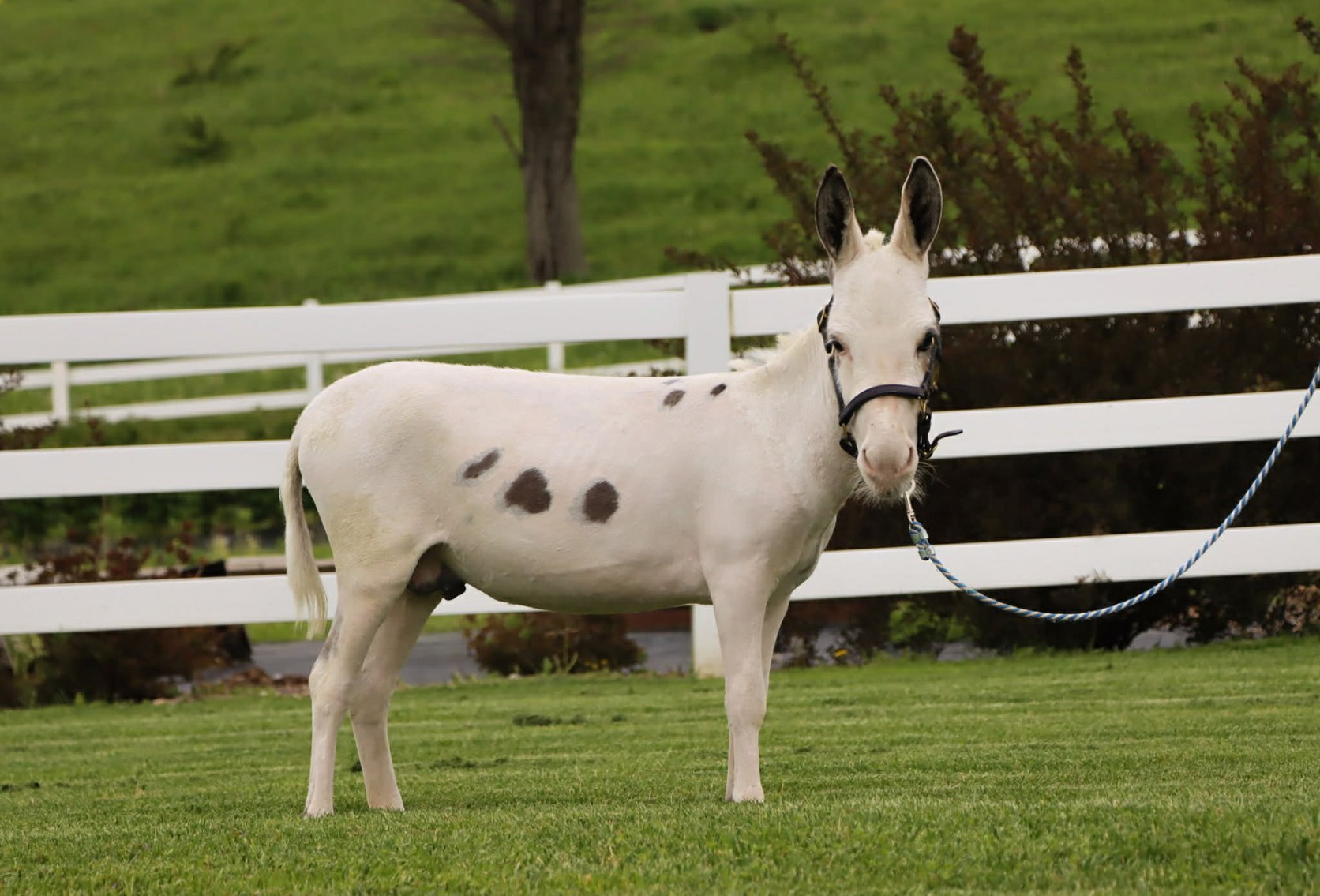 Image for Tri-State Cattle and Horse Auction 2026- Friday- Day 1