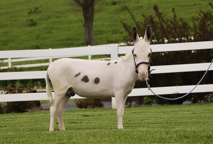 Image for Tri-State Cattle and Horse Auction 2026- Friday- Day 1