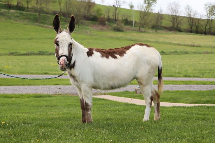 Image for Tri-State Cattle and Horse Auction 2026- Friday- Day 1