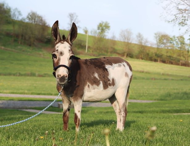 Image for Tri-State Cattle and Horse Auction 2026- Friday- Day 1