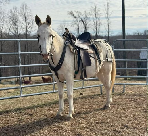Image for Tri State Cattle and Horse Auction 2026- Saturday- Day 2