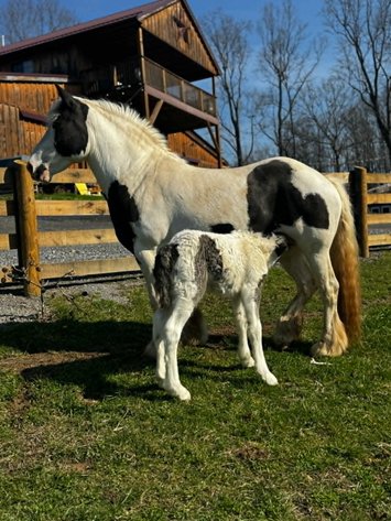 Image for Tri State Cattle and Horse Auction 2026- Saturday- Day 2