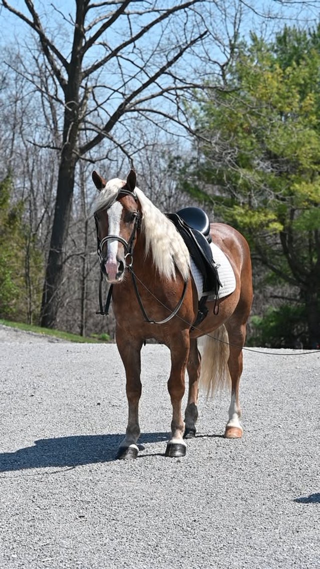 Image for Ashland Haflinger Sale 2026