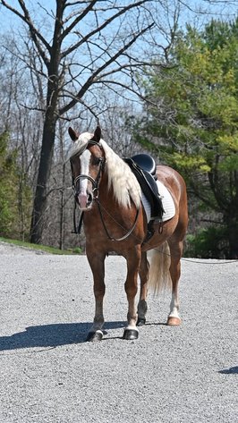 Image for Ashland Haflinger Sale 2026
