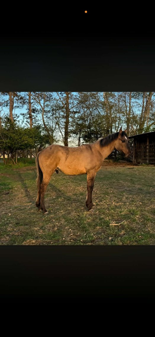 Image for Tri State Cattle and Horse Auction 2026- Saturday- Day 2