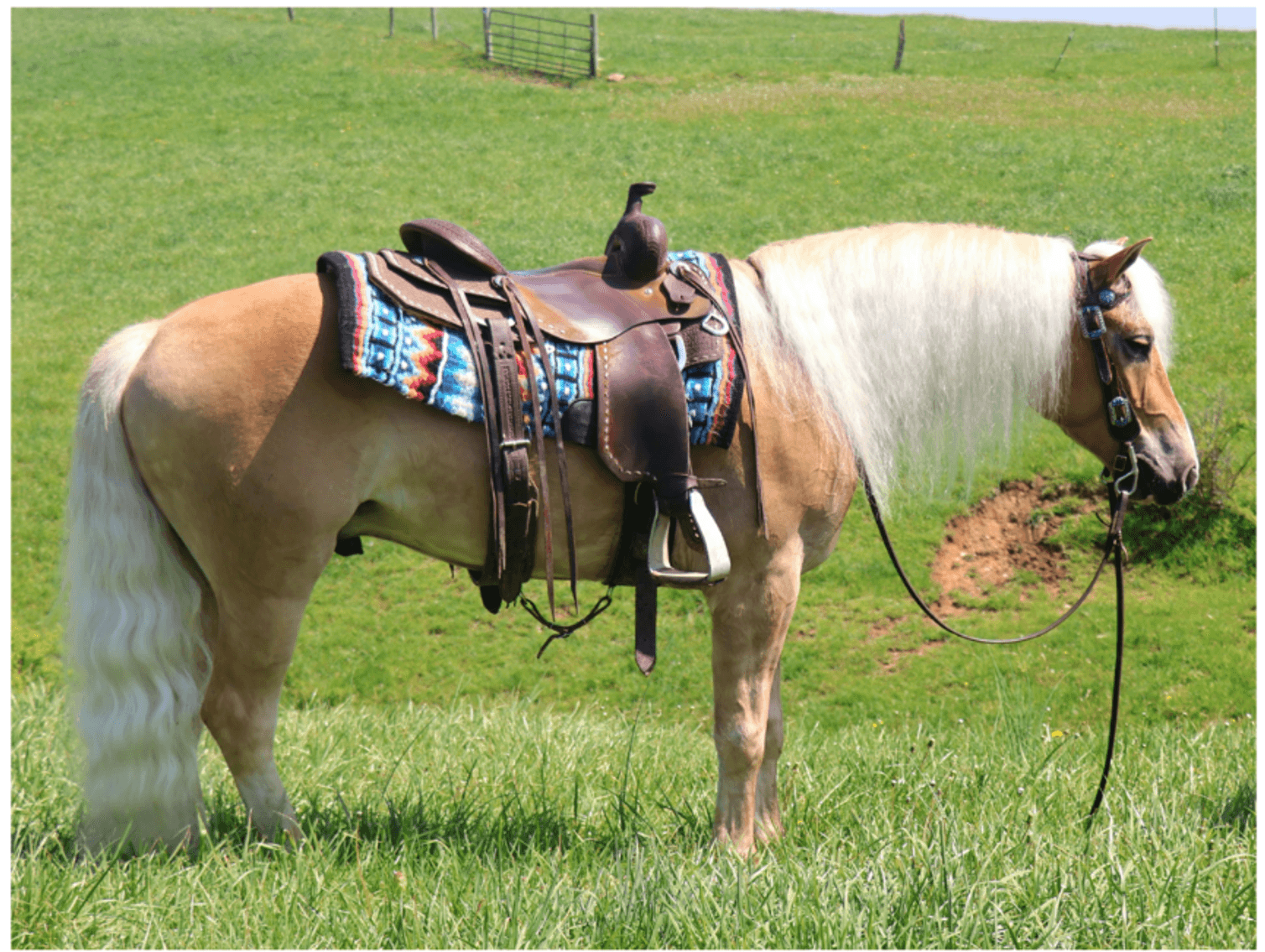 Image for Ashland Haflinger Sale 2026