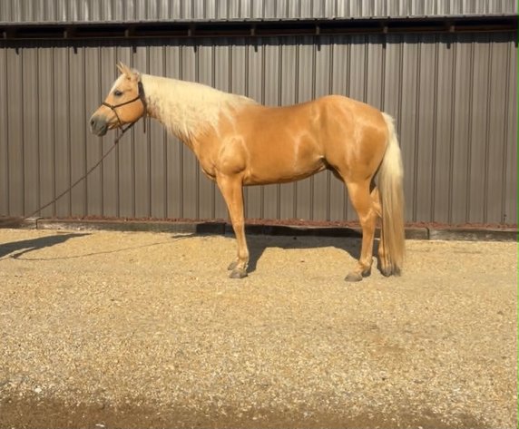 Image for Lumberton Horse and Tack Auction, June 2026