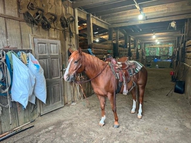Image for Lumberton Horse and Tack Auction, June 2026