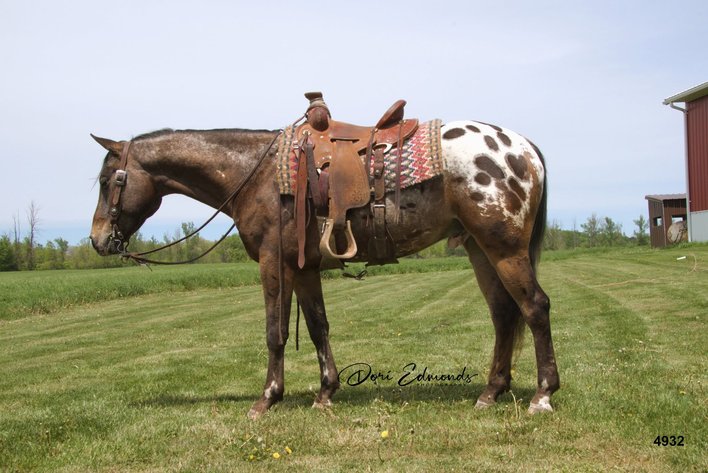 Image for Midpoint Riding Horse Sale