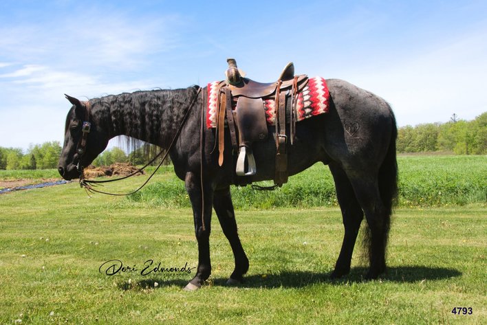 Image for Midpoint Riding Horse Sale