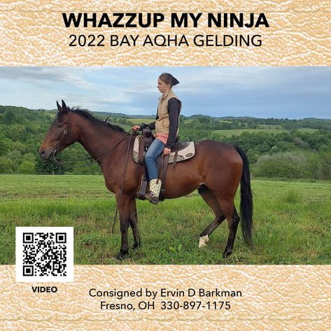 Image for Midpoint Riding Horse Sale