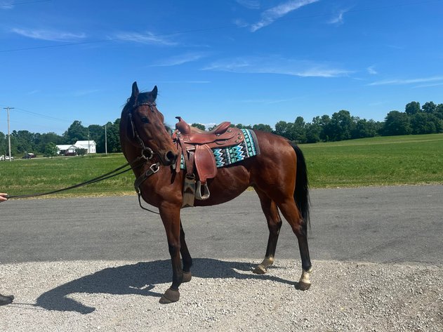 Image for Midpoint Riding Horse Sale